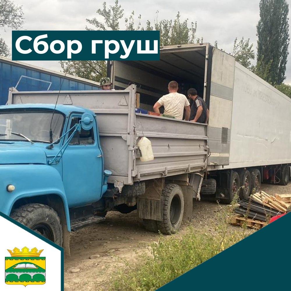 Сбор груш.